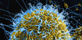 Africa Is Burying Its Dead From Ebola. The World Has Barely Noticed.