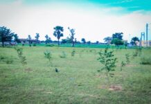 NAGGW Monitors 20,000 Seedlings in Jigawa, Highlights Gum Arabic Potential