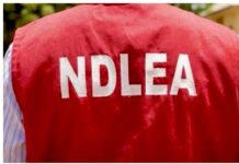 Alleged Cocaine Addiction: Constituents Urge NDLEA to Investigate El-Rufai’s Son NDLEA and El-Rufai’s son, Bashir El-Rufai
